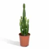 Euphorbia Acrurensis - H80cm, ø24cm - Grande Plante D'intérieur
