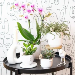 Orchidée Rose Phalaenopsis - H35cm, ø9cm - Plante D'intérieur Fleurie -Promos Jardesia Magasin 9c505eca97f59dd7