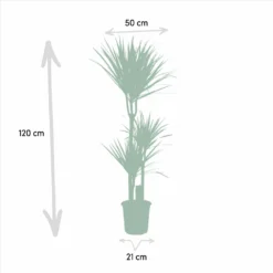 Yucca, Dracaena, Duo De Plantes - Grandes Plantes D'intérieur -Promos Jardesia Magasin 9da9357d44230960