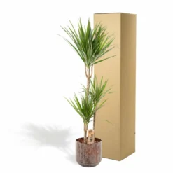 Dracaena Et Son Cache-pot Effet Rouille - H120cm, ø21cm - Très Grande Plante D'intérieur 9 Dracaena Et Son Cache-pot Effet Rouille - H120cm, ø21cm - Très Grande Plante D'intérieur -Promos Jardesia Magasin 9ed9104b3fd78920