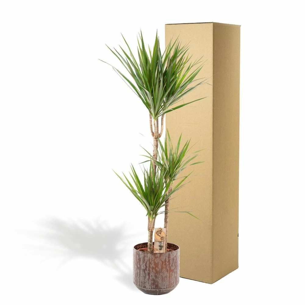 Dracaena Et Son Cache-pot Effet Rouille - H120cm, ø21cm - Très Grande Plante D'intérieur 5 Dracaena Et Son Cache-pot Effet Rouille - H120cm, ø21cm - Très Grande Plante D'intérieur – Image 5