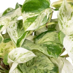 Epipremnum Happy Leaf Scindapsus - H15cm, ø12cm - Plante D'intérieur Tombante -Promos Jardesia Magasin 9ff0fe9832ba9055