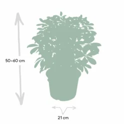 Schefflera Nora - H50cm, ø21cm - Plante D'intérieur 8 Schefflera Nora - H50cm, ø21cm - Plante D'intérieur -Promos Jardesia Magasin a0d7b9d14761f217
