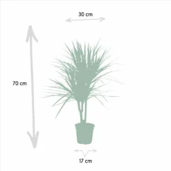 Dracaena Marginata - H90cm, ø17cm - Grande Plante D'intérieur 9 Dracaena Marginata - H90cm, ø17cm - Grande Plante D'intérieur -Promos Jardesia Magasin a10a0eaf2b955cc4