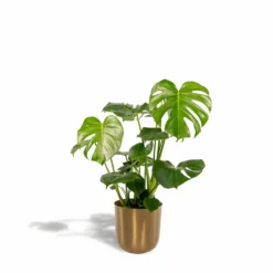 Monstera Deliciosa Et Son Cache-pot Doré - H80cm, ø21cm - Grande Plante D'intérieur