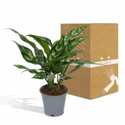 Aglaonema Maria - H30cm, ø12cm - Plante D'intérieur -Promos Jardesia Magasin a1fde7798e932efa