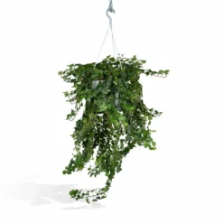 Hedera Lierra Tombant - H70cm, ø24cm - Plante D'intérieur Tombante