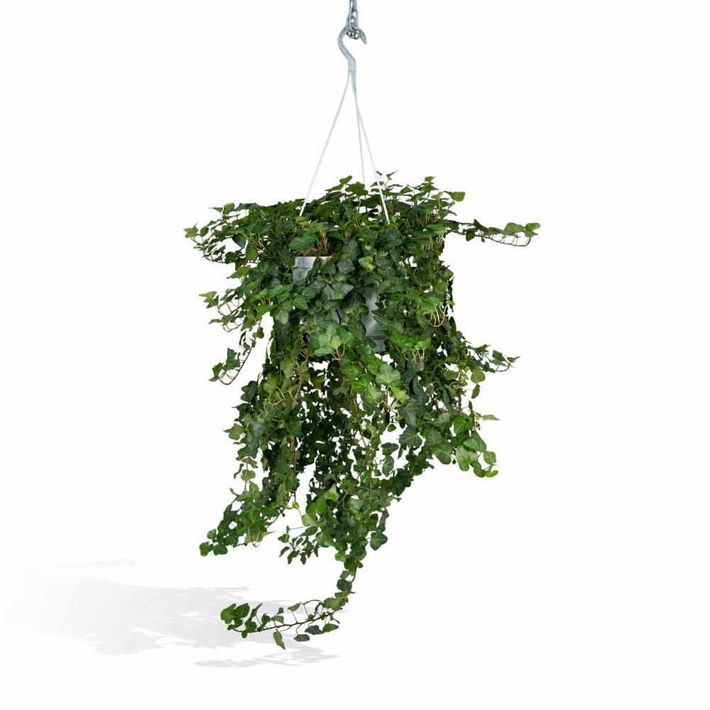 Hedera Lierra Tombant - H70cm, ø24cm - Plante D'intérieur Tombante 1 Hedera Lierra Tombant - H70cm, ø24cm - Plante D'intérieur Tombante