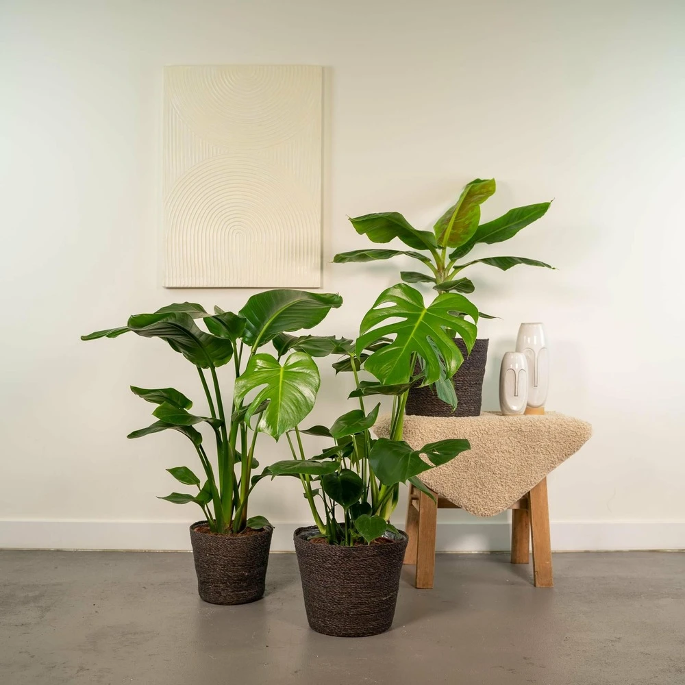 Monstera Deliciosa, Bananier Musa, Strelitzia Nicolai - Grandes Plantes D'intérieur 2 Monstera Deliciosa, Bananier Musa, Strelitzia Nicolai - Grandes Plantes D'intérieur – Image 2