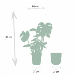 Monstera Deliciosa Et Son Cache-pot Doré - H80cm, ø21cm - Grande Plante D'intérieur -Promos Jardesia Magasin a3bb2a9c65d32a74