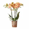 Orchidée Orange Phalaenopsis - H35cm, ø9cm - Plante D'intérieur Fleurie