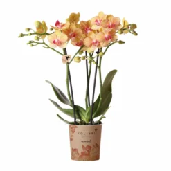 Orchidée Orange Phalaenopsis - H35cm, ø9cm - Plante D'intérieur Fleurie
