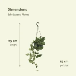 Pothos Scindapsus Pictus Epipremnum - H25cm, ø15cm - Plante D'intérieur Tombante -Promos Jardesia Magasin a47fb747d0526042
