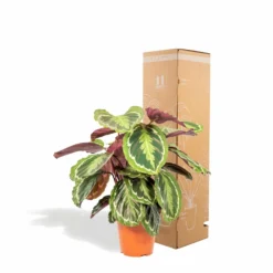 Calathea Medallion - H65cm, ø19cm - Plante D'intérieur -Promos Jardesia Magasin a481e374f06d0bdd