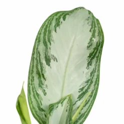 Aglaonema Silver Bay - H55cm, ø17cm - Plante D'intérieur 7 Aglaonema Silver Bay - H55cm, ø17cm - Plante D'intérieur -Promos Jardesia Magasin a5b31a05b559baea