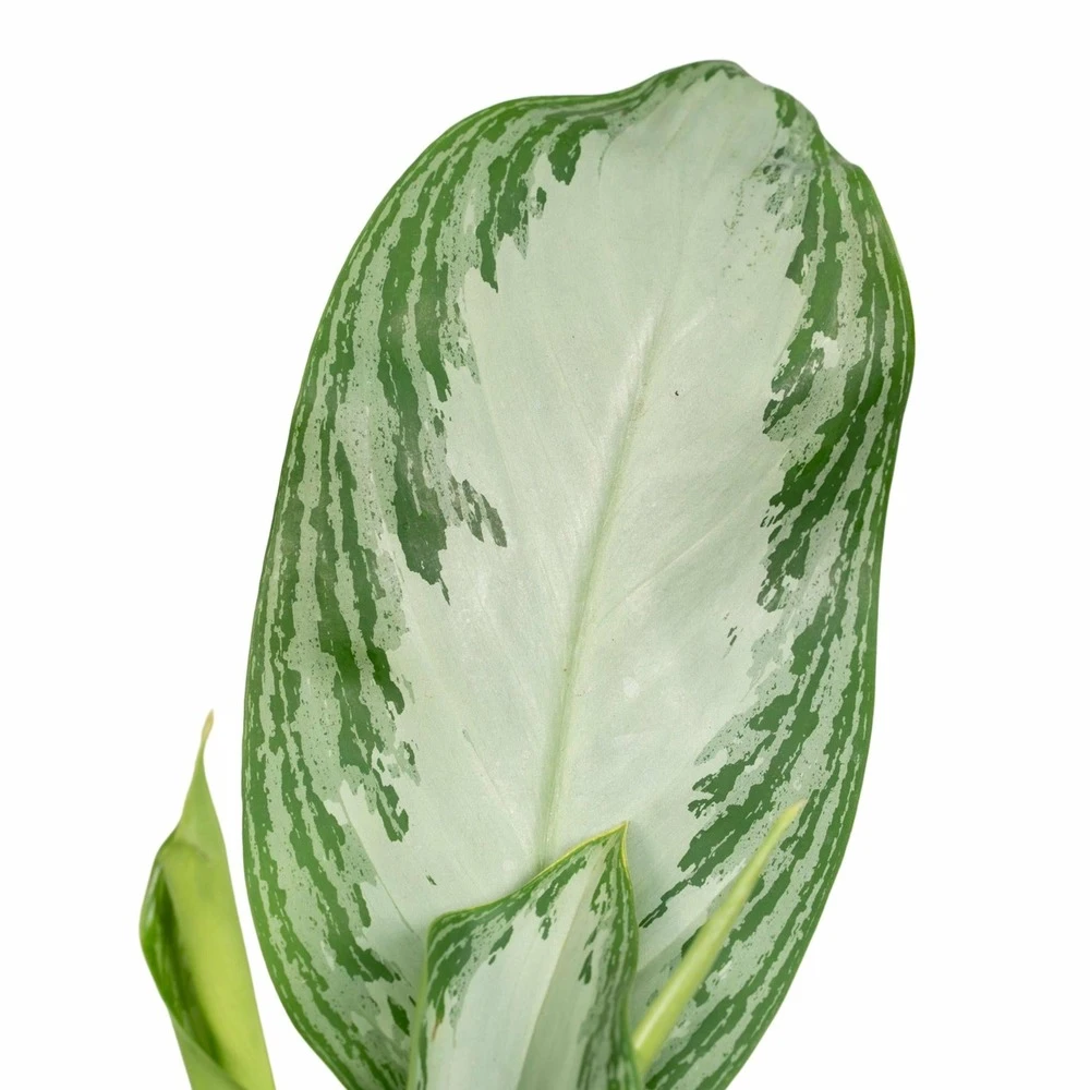 Aglaonema Silver Bay - H55cm, ø17cm - Plante D'intérieur 3 Aglaonema Silver Bay - H55cm, ø17cm - Plante D'intérieur – Image 3