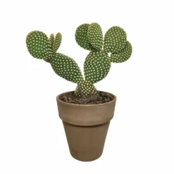 Opuntia Microdasys Et Son Cache-pot Marron - H40cm, ø17cm - Plante D'intérieur -Promos Jardesia Magasin a5b5547e6fb3b690