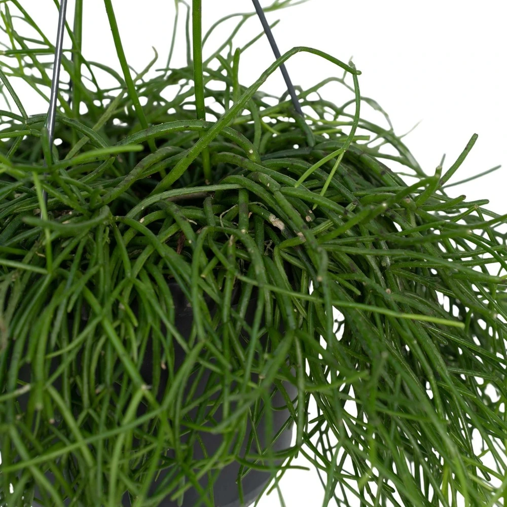 Rhipsalis Baccifera - H30cm, ø12cm - Plante D'intérieur Tombante 2 Rhipsalis Baccifera - H30cm, ø12cm - Plante D'intérieur Tombante – Image 2