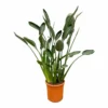 Strelitzia Reginae Xl - H160cm, ø35cm - Très Grande Plante D'intérieur