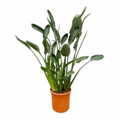 Strelitzia Reginae Xl - H160cm, ø35cm - Très Grande Plante D'intérieur
