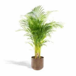 Palmier Areca Xl Et Son Cache-pot - H130cm, ø24cm - Très Grande Plante D'intérieur