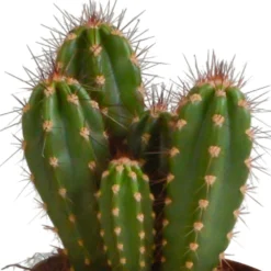 Cactus, Box De 3 Plantes - H15cm, ø10,5cm - Plantes D'intérieur 9 Cactus, Box De 3 Plantes - H15cm, ø10,5cm - Plantes D'intérieur -Promos Jardesia Magasin a87631cfc895184c