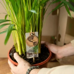 Palmier Areca Xl Et Son Cache-pot - H130cm, ø24cm - Très Grande Plante D'intérieur -Promos Jardesia Magasin a9a1ea9436764d5d