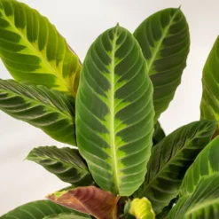 Calathea Warscewiczii Et Son Panier Naturel - H65cm, ø19cm - Plante D'intérieur -Promos Jardesia Magasin aa4511f57c327c43
