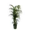Palmier Kentia Xxxl - H230cm - Très Grande Plante D'intérieur