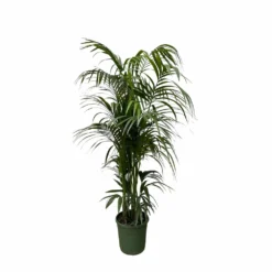 Palmier Kentia Xxxl - H230cm - Très Grande Plante D'intérieur