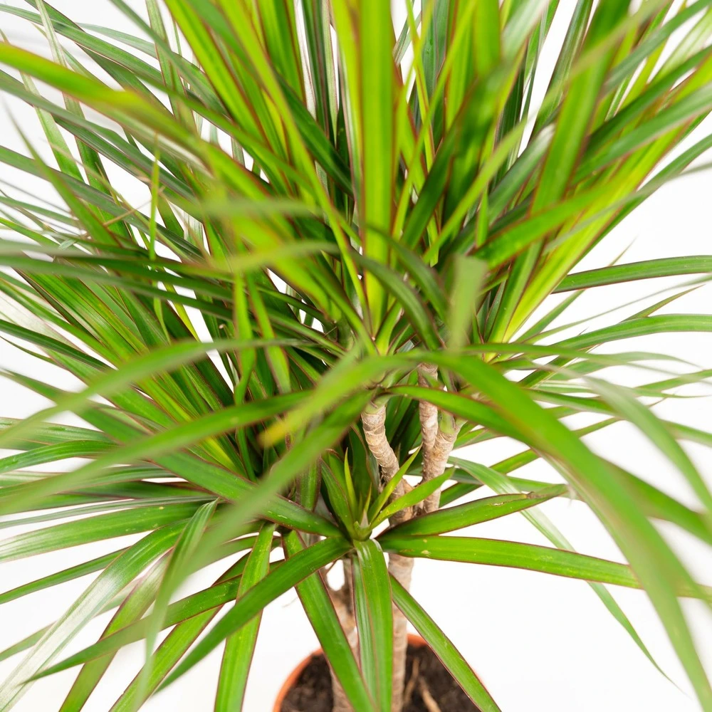 Dracaena Marginata - H120cm, ø21cm - Très Grande Plante D'intérieur 3 Dracaena Marginata - H120cm, ø21cm - Très Grande Plante D'intérieur – Image 3