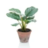 Emerald Calathea Orbifolia Artificiel Terra 32 Cm En Pot
