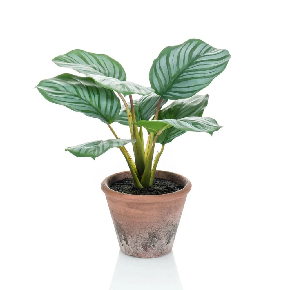 Emerald Calathea Orbifolia Artificiel Terra 32 Cm En Pot 1 Emerald Calathea Orbifolia Artificiel Terra 32 Cm En Pot