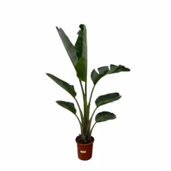 Strelitzia Augusta Xxl - H210cm, ø30cm - Très Grande Plante D'intérieur