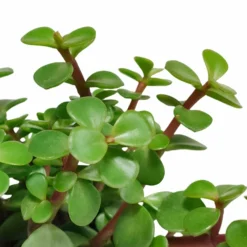 Portulacaria Afra - H25cm, ø10,5cm - Plante D'intérieur -Promos Jardesia Magasin ae48ccf2c4e6d2a1