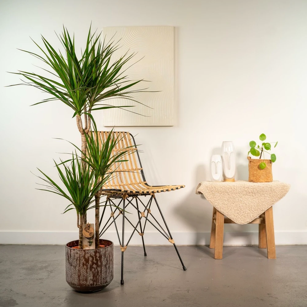 Dracaena Et Son Cache-pot Effet Rouille - H120cm, ø21cm - Très Grande Plante D'intérieur 2 Dracaena Et Son Cache-pot Effet Rouille - H120cm, ø21cm - Très Grande Plante D'intérieur – Image 2