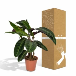 Calathea Warscewiczii - H70cm, ø19cm - Grande Plante D'intérieur 9 Calathea Warscewiczii - H70cm, ø19cm - Grande Plante D'intérieur -Promos Jardesia Magasin ae82b23bb5208b54