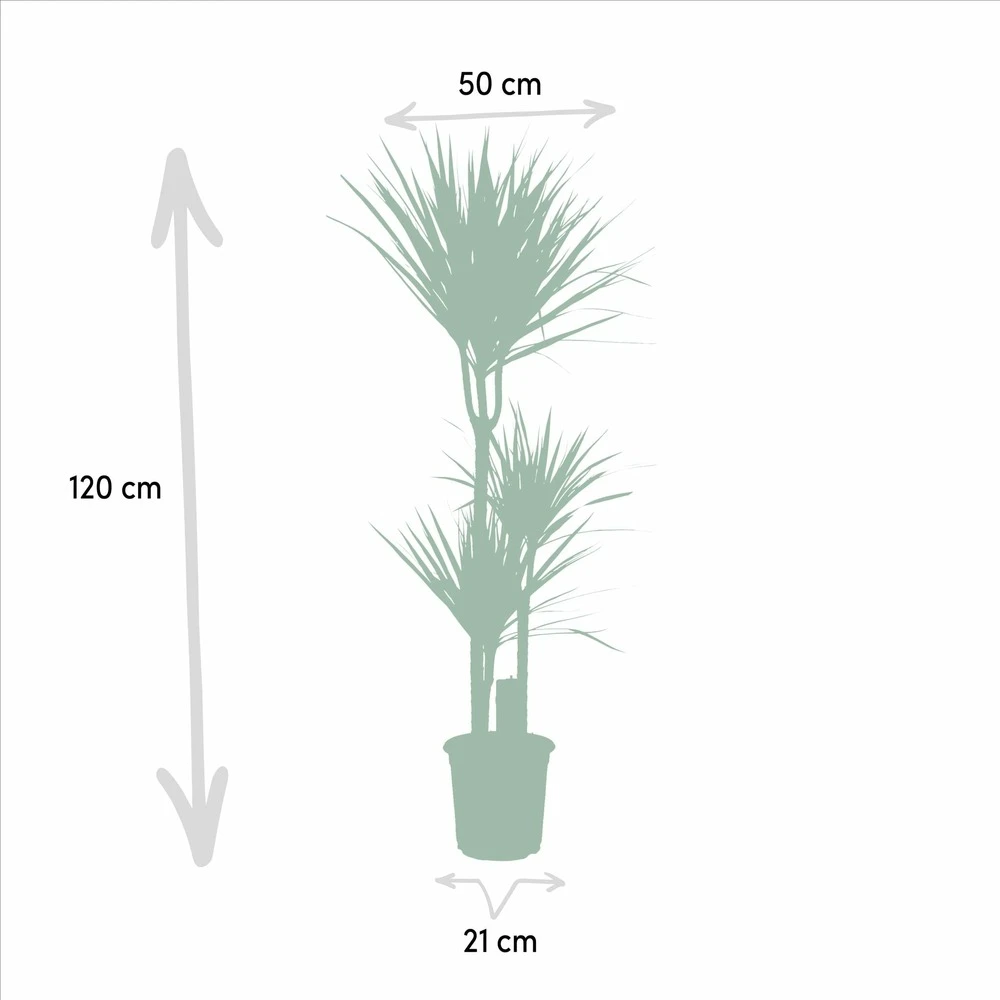 Dracaena Marginata - H120cm, ø21cm - Très Grande Plante D'intérieur 4 Dracaena Marginata - H120cm, ø21cm - Très Grande Plante D'intérieur – Image 4