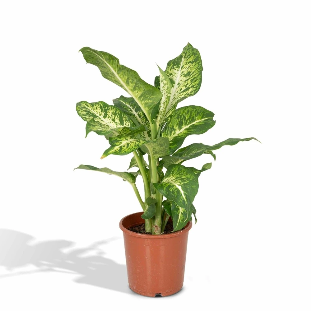 Dieffenbachia Mars - H50cm, ø17cm - Plante D'intérieur 1 Dieffenbachia Mars - H50cm, ø17cm - Plante D'intérieur
