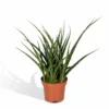 Sansevieria Fernwood Punk - H30cm, ø12cm - Plante D'intérieur Sans Entretien
