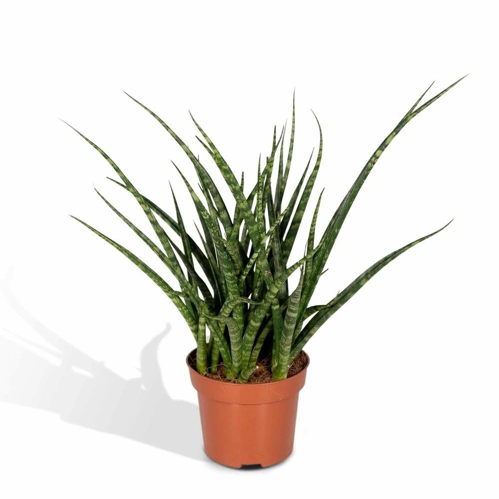Sansevieria Fernwood Punk - H30cm, ø12cm - Plante D'intérieur Sans Entretien 1 Sansevieria Fernwood Punk - H30cm, ø12cm - Plante D'intérieur Sans Entretien