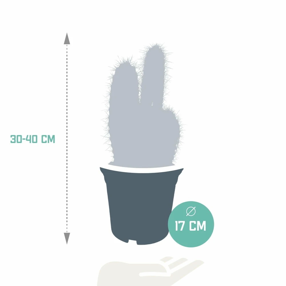 Pilosocereus Azureus - H40cm, ø17cm - Plante D'intérieur 2 Pilosocereus Azureus - H40cm, ø17cm - Plante D'intérieur – Image 2