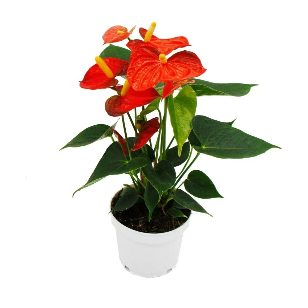 Fleur De Flamant Rose - Anthurium Andreanum - Anthurium - Pot 12cm - "orange Champion 2 Fleur De Flamant Rose - Anthurium Andreanum - Anthurium - Pot 12cm - "orange Champion – Image 2