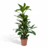 Ficus Cyathistipula - H80cm, ø21cm - Grande Plante D'intérieur