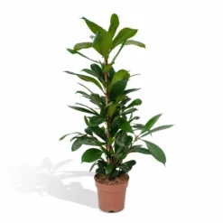 Ficus Cyathistipula - H80cm, ø21cm - Grande Plante D'intérieur