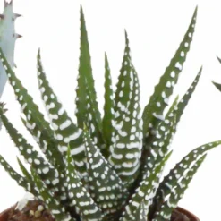 Gasteria, Haworthia, Box De 5 Plantes - H12cm, ø5,5cm - Plantes D'intérieur 9 Gasteria, Haworthia, Box De 5 Plantes - H12cm, ø5,5cm - Plantes D'intérieur -Promos Jardesia Magasin b4c4f900794f4f5a