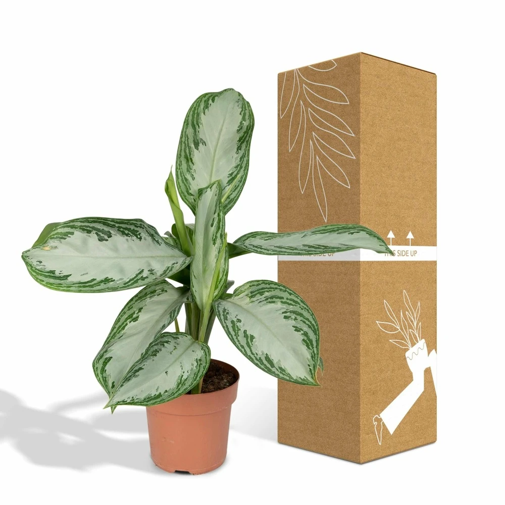 Aglaonema Silver Bay - H55cm, ø17cm - Plante D'intérieur 5 Aglaonema Silver Bay - H55cm, ø17cm - Plante D'intérieur – Image 5