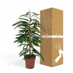 Ficus Amstel King - H100cm, ø21cm - Très Grande Plante D'intérieur 9 Ficus Amstel King - H100cm, ø21cm - Très Grande Plante D'intérieur -Promos Jardesia Magasin b65ad4a4798c5ea3