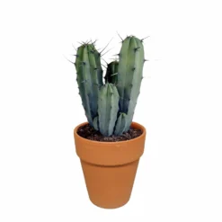 Myrtillocactus Et Son Cache-pot En Terracotta - H40cm, ø17cm - Plante D'intérieur -Promos Jardesia Magasin b6968ab3d045db57