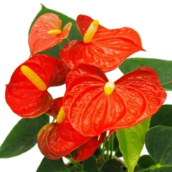 Fleur De Flamant Rose - Anthurium Andreanum - Anthurium - Pot 12cm - "orange Champion 5 Fleur De Flamant Rose - Anthurium Andreanum - Anthurium - Pot 12cm - "orange Champion -Promos Jardesia Magasin b7097dee7be0935f